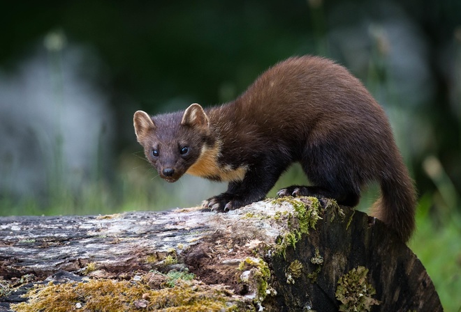 pine marten, , , , , 