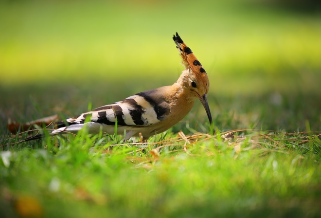 , Hoopoe, 