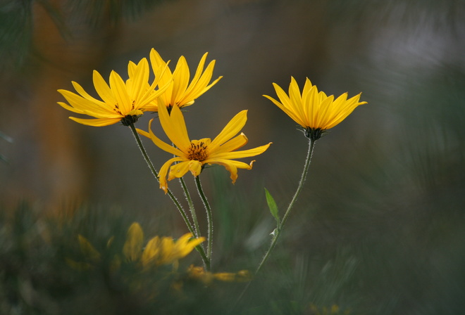 Yellow, flowers