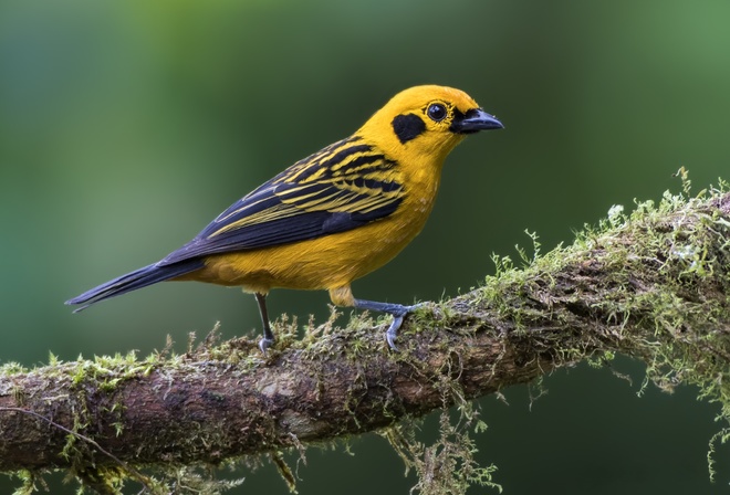 , Golden, Tanager, , 