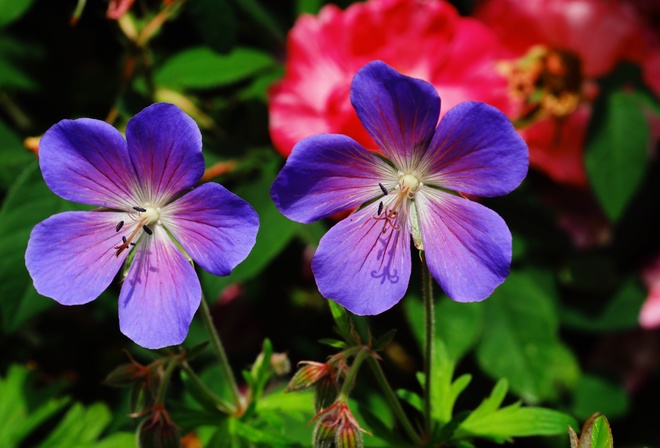 ,  , Geranium pratense, , , 