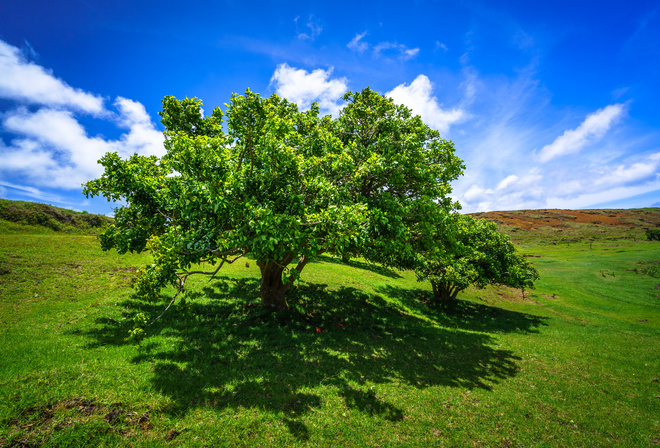 , , Ranu Raraku, Easter Island, , , , , 