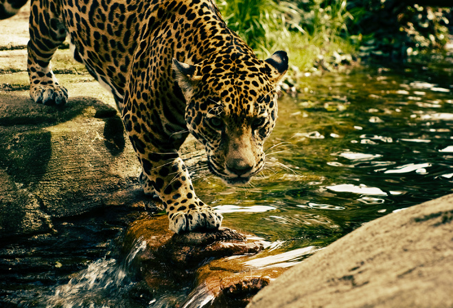 Leopard, Predator, water, Big cat