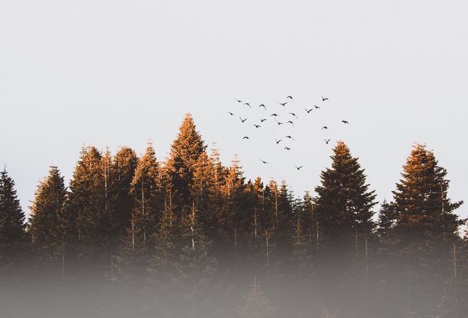 Forest, Birds