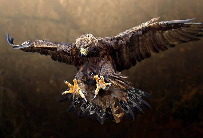 Орел в полете (58 фото)