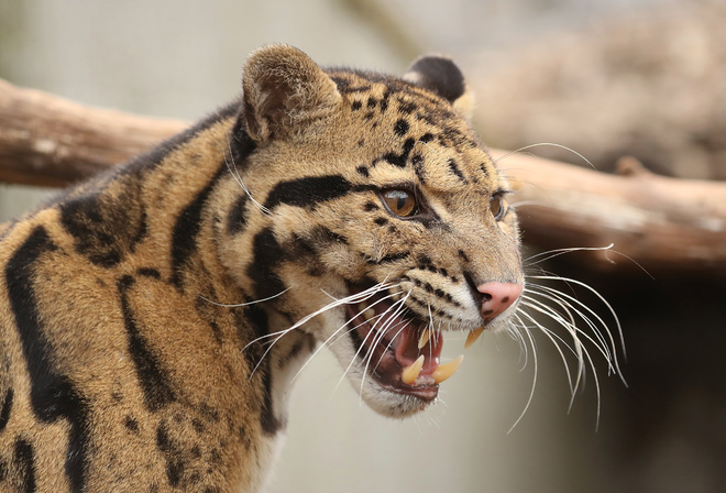 , , clouded, leopard, , , , , 