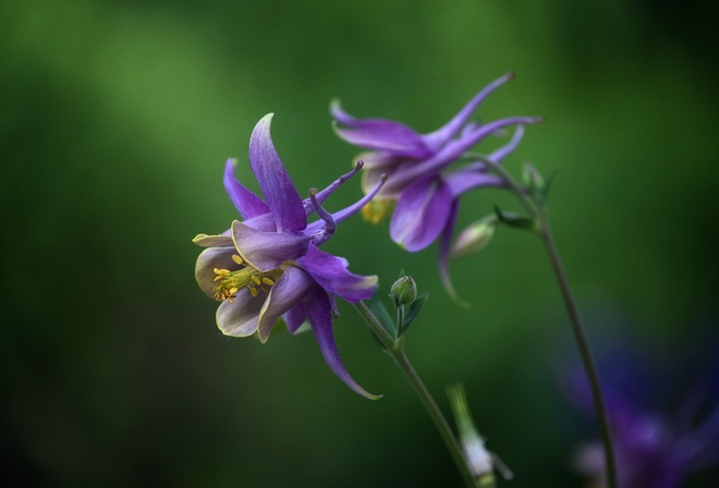 Columbine Aquilegia,  , , 