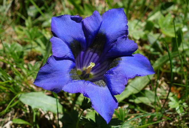 Gentian Gentiana, , 