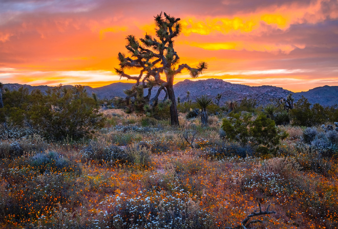 , , Joshua Tree, National Park, , , , 