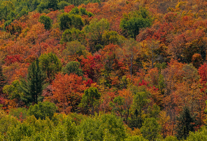 , , Algonquin Park, Ontario, , 