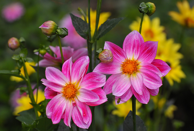 Dahlias, 