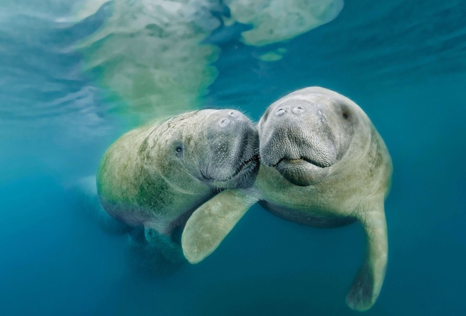 manatee, underwater, ocean, mammal