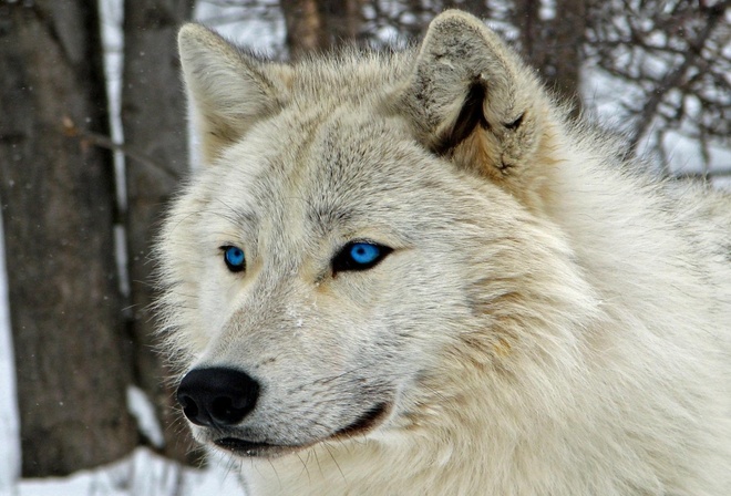 Фото по запросу Волк голубыми глазами