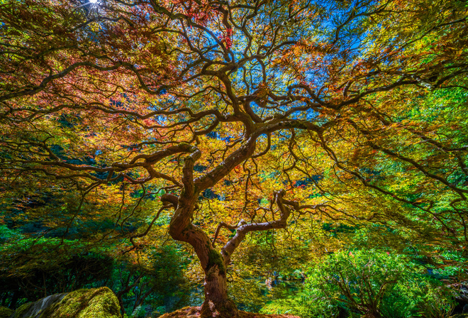 , Portland, Japanese, Garden, , , HDR, 