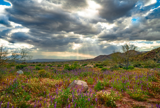 Joshua, Tree National Park, wildflowers, , , 