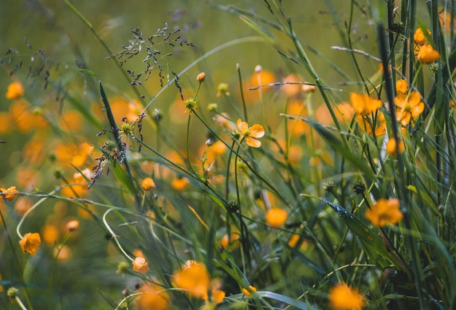 grass, flowers, yellow, field, wild