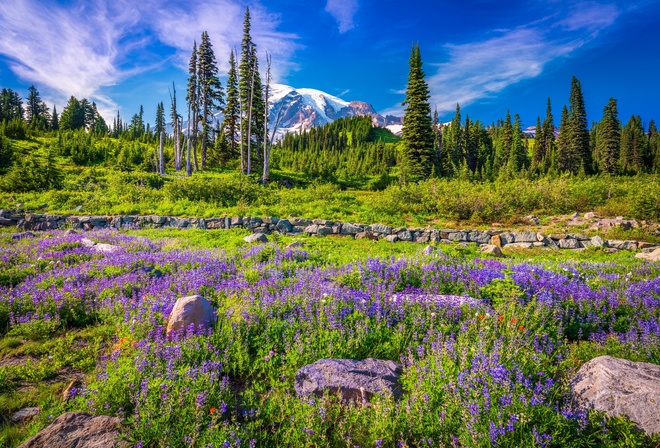 , , , Mount Rainier, National Park, , , 