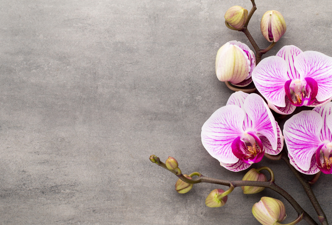 , pink, flowers, orchid