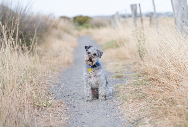 Lakeland Terrier, , , , 