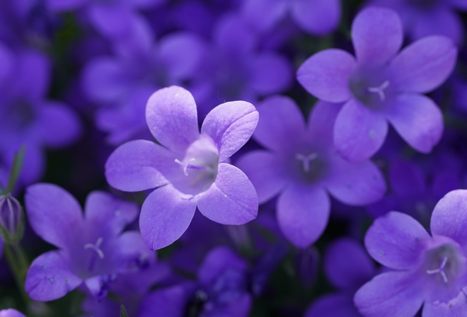 Purple Campanula, , ,  ,  