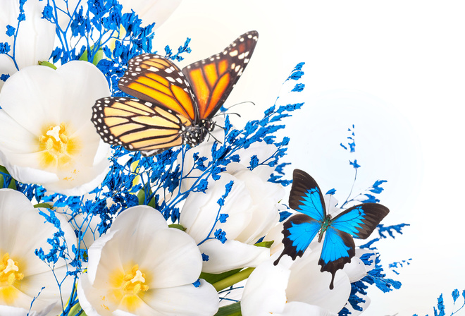 white, petaled, flower, and, two, brown, and, blue, butterflies, flowers, collage, HD, wallpaper