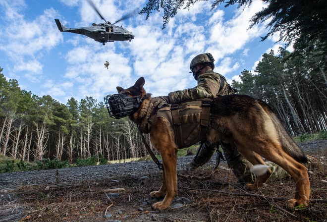 ,  , infantry support dogs, NH90, multi-role military helicopter