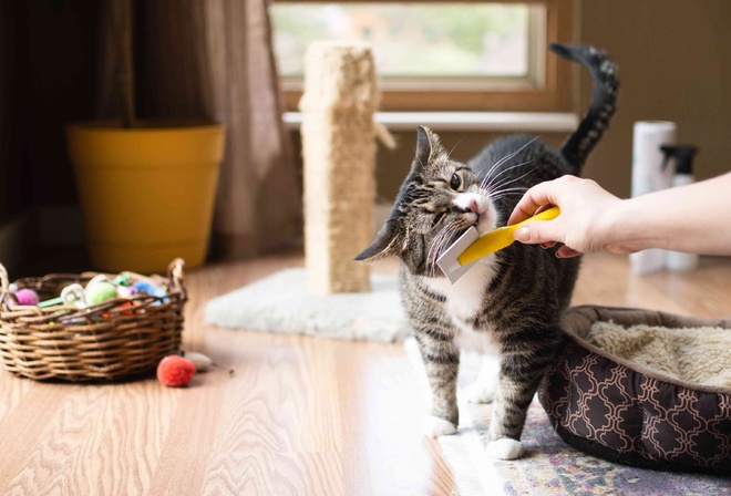 cat, small furry,  , house