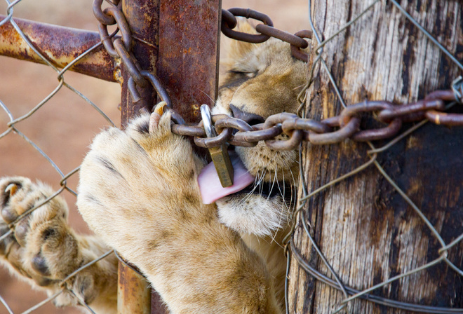 South Africa,  , lion, captive breeding of lions