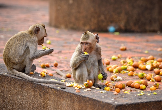 Wildes Thailand,  , , crab eating macaque