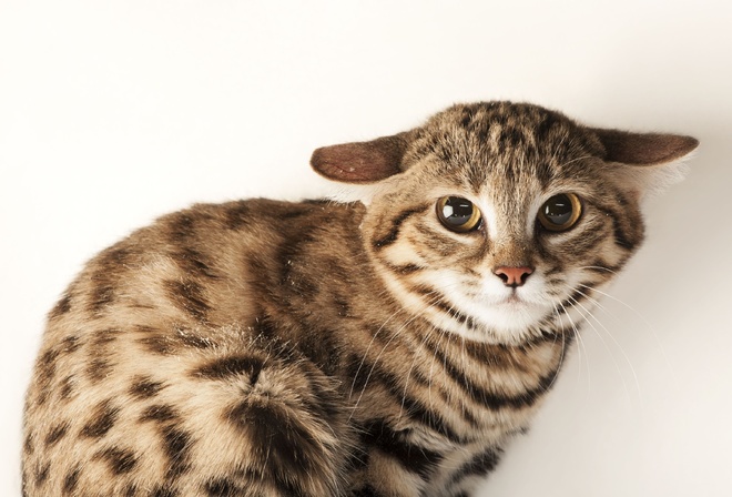 Omaha Zoo, black footed cat, Omaha, Nebraska, Felis nigripes