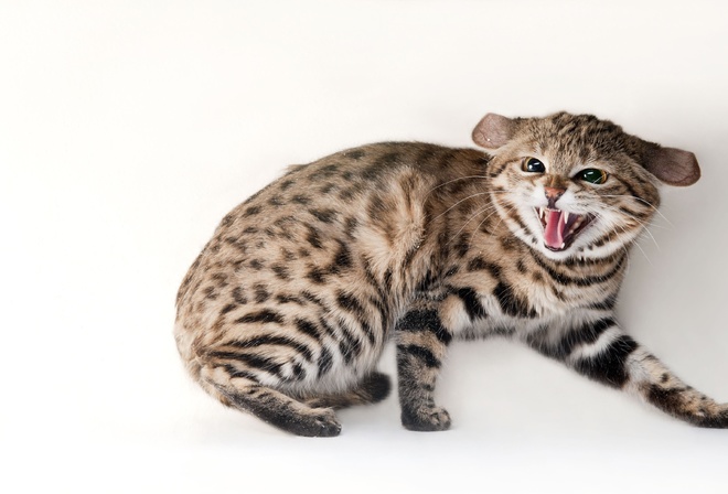 Omaha zoo, black footed cat, Omaha, Nebraska, felis nigripes