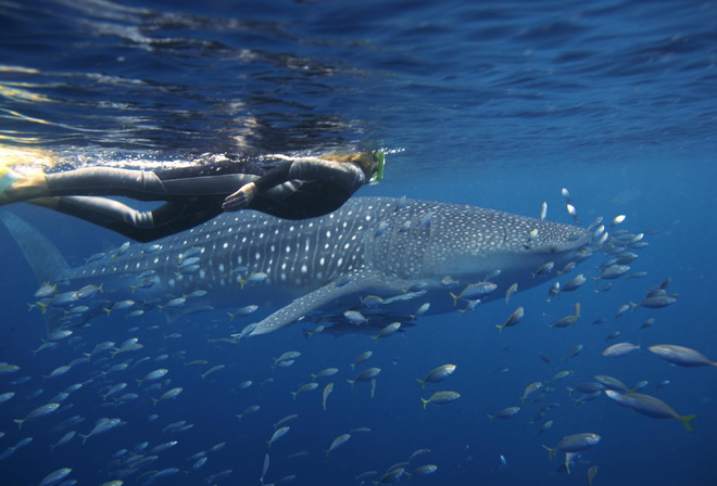 Whale Shark, Ningaloo Reef, Western Australia