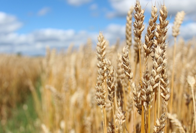 harvest, Wheat Field, agriculture, Northern Europe