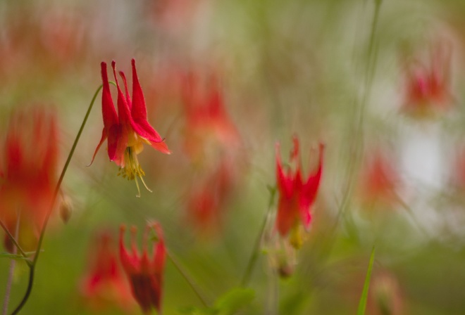 nature, canada columbine, flora, aquilegia canadensis, flowers