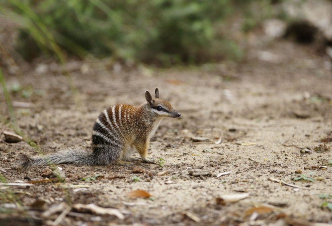 Numbat, Myrmecobius Fasciatus, Australia