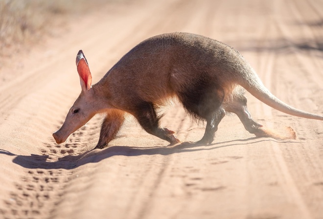 Aardvark, earthpig, little nocturnal animal, Kalahari Desert