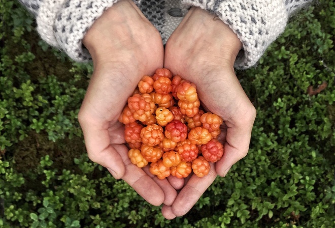 Finland, cloudberry, wild food