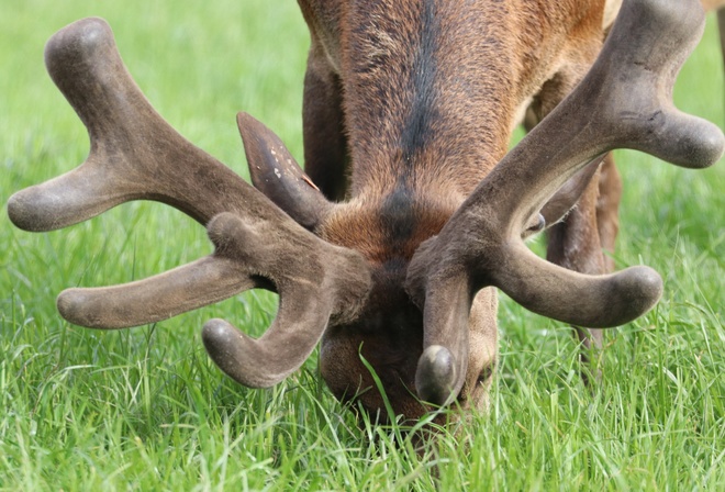 Deer Farm, New Zealand, Red Deer