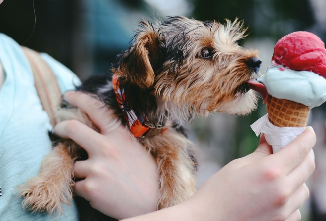 Dog, Ice Cream, Chattanooga