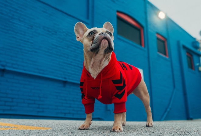 Dog Fashion, French Bulldog, Furry Friend, Hoodies