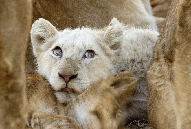 white lions, Africa, wildlife, Ngala Private Game Reserve