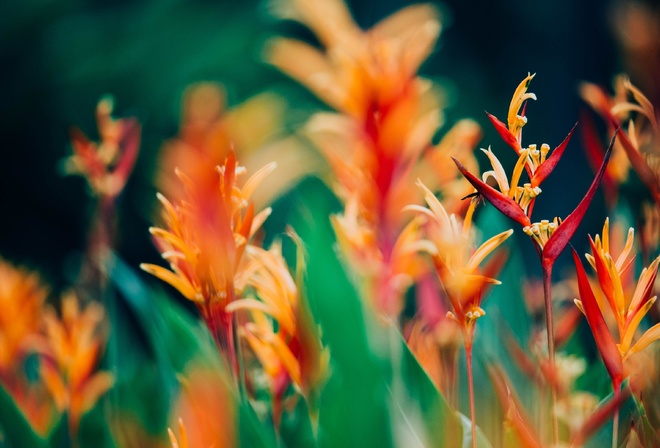 Heliconia chartacea, South America, Exotic Florals