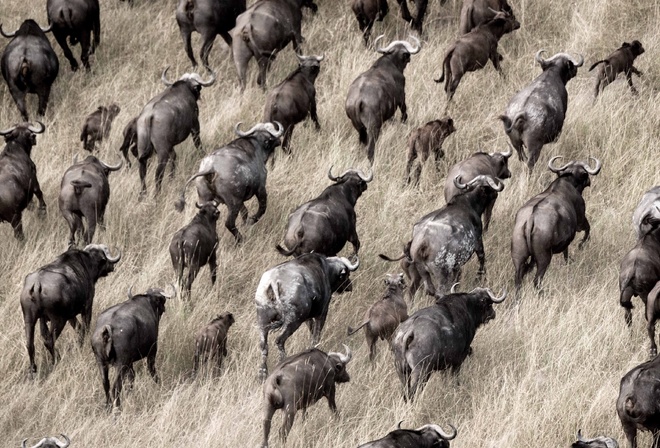 Okavango Delta, Botswana, herds of buffalo