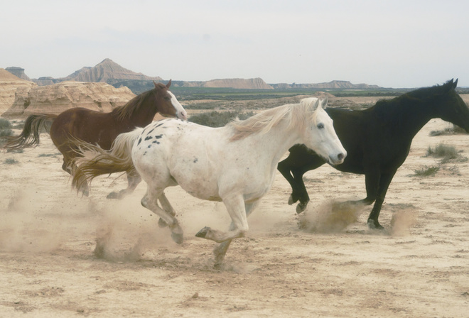 nature, horses, Longines