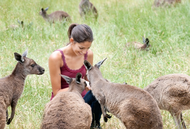 kangaroos, Australia, Kangaroo Island Wildlife Park