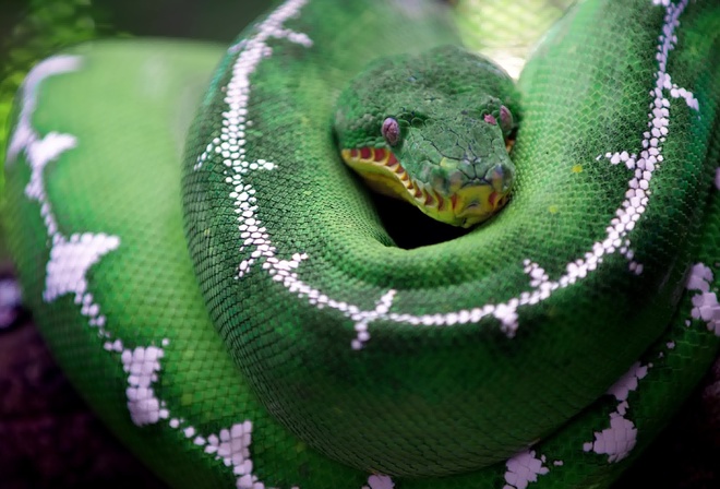 Amazon Basin Emerald Tree Boa, non-venomous boa, South-America