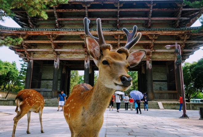 Nara Park, Japanese Deer Park, Nara, Japan