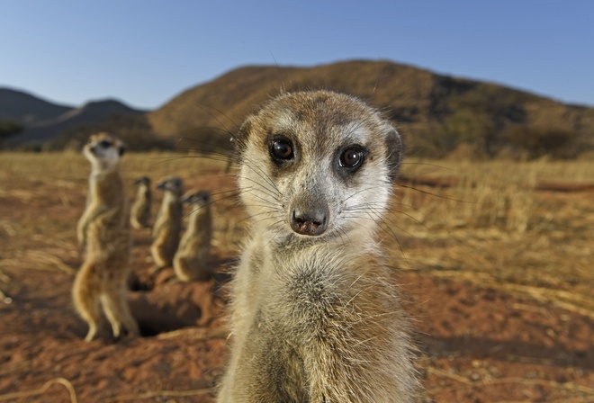 South Africa, Tswalu Kalahari Reserve, meerkats, savannah