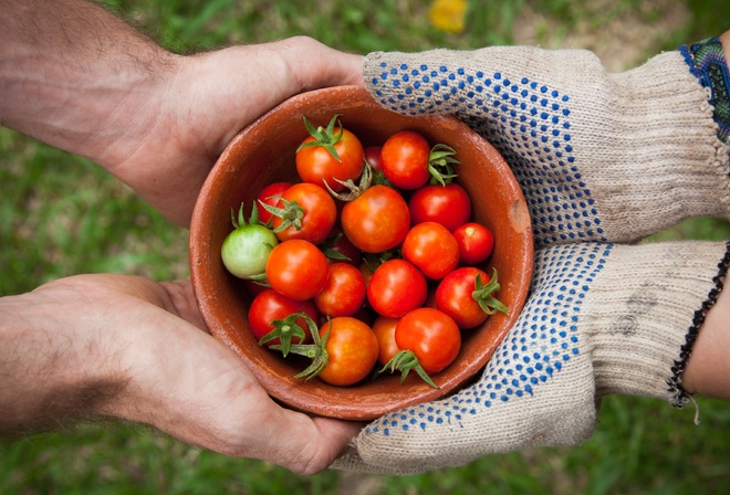 organic food, Tomato Garden, summer