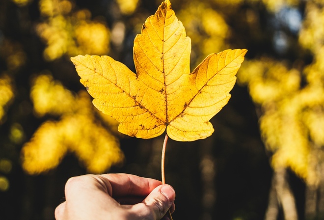 Nature, Autumn, yellow leaf